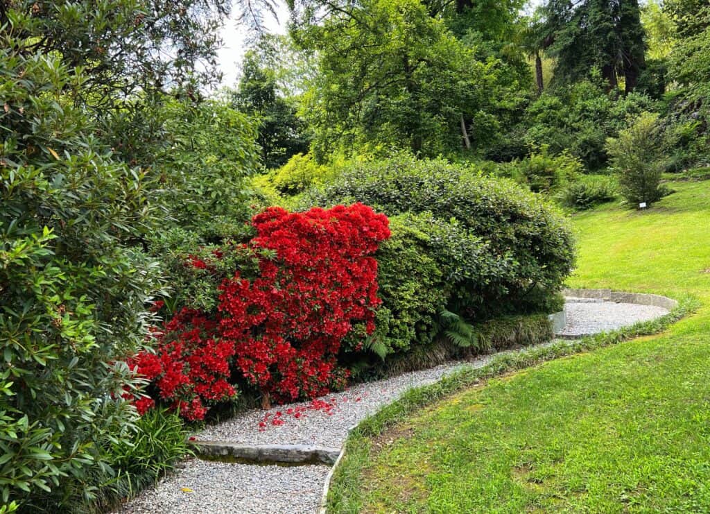 Lake Como Villa Carlotta Garden Row Of Shrubs Red Flowering Azalea