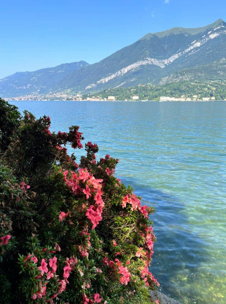 Lake Como Villa Melzi Gardens Bellagio Lakeside Pink Azaleas And Mountains