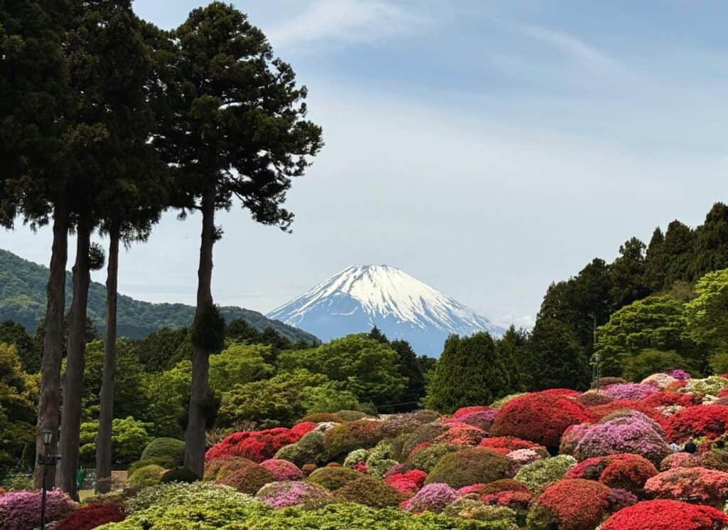 Mount Fuji View With Colorful Mounds Of Azaleas Hotel De Yama Hakone Japan