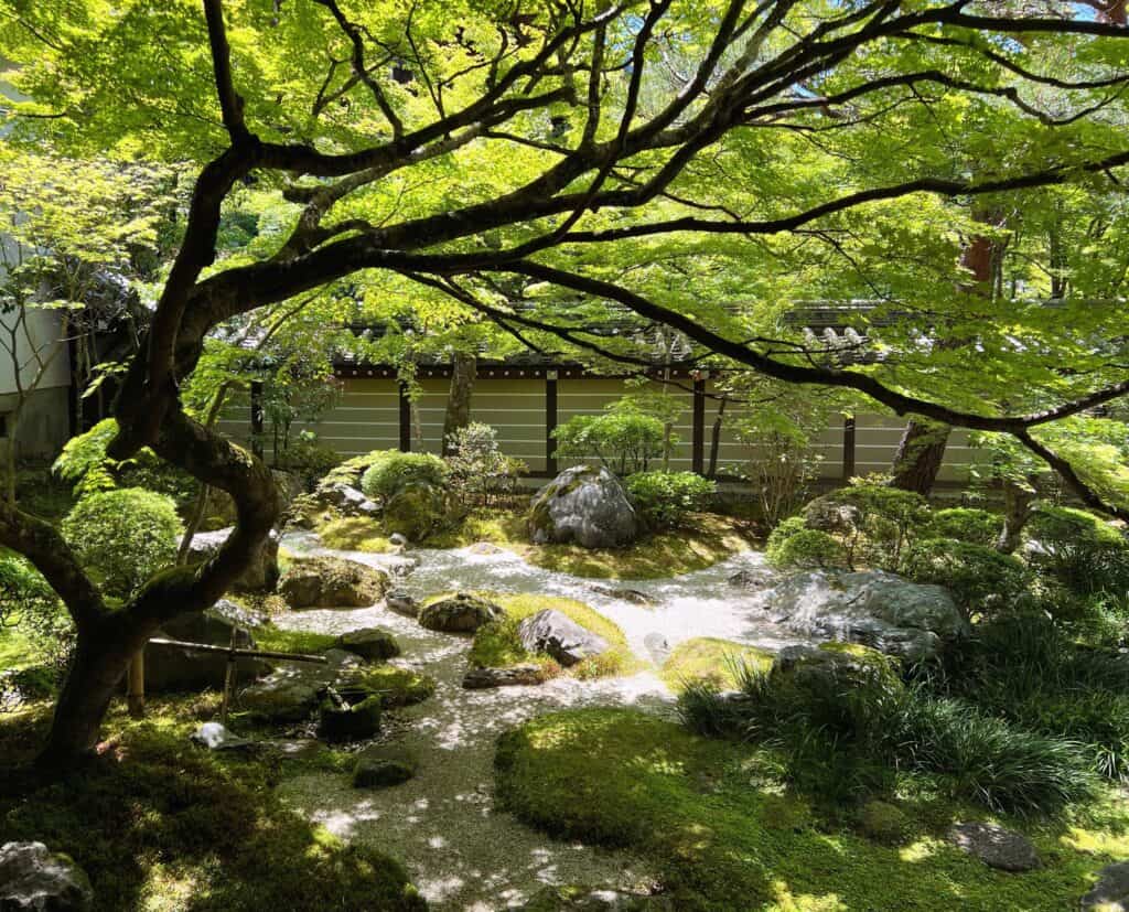 Eikando Temple Garden Twisty Maple Tree With Sand Pathways And Rocks Kyoto Japan