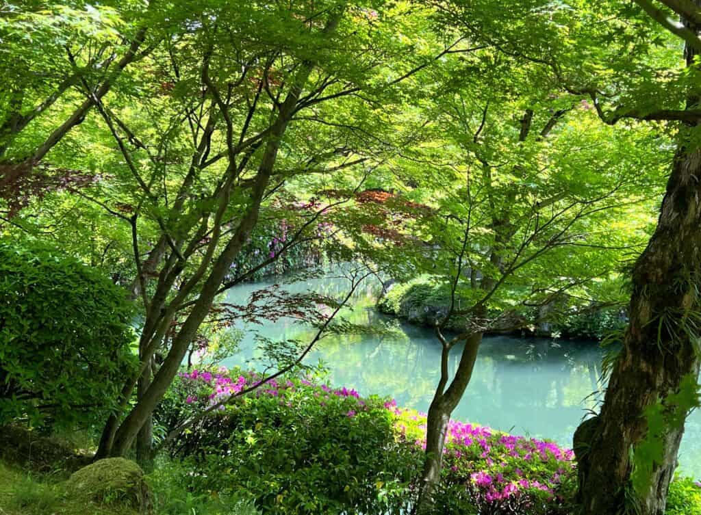Eikando Temple Garden Green Maple Trees With Pink Azaleas Reflected In Water Kyoto Japan